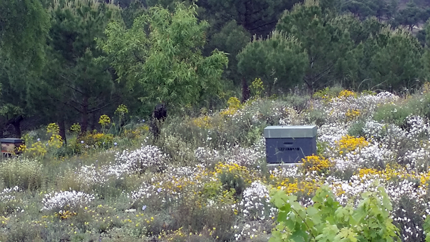 Colmene entre flores