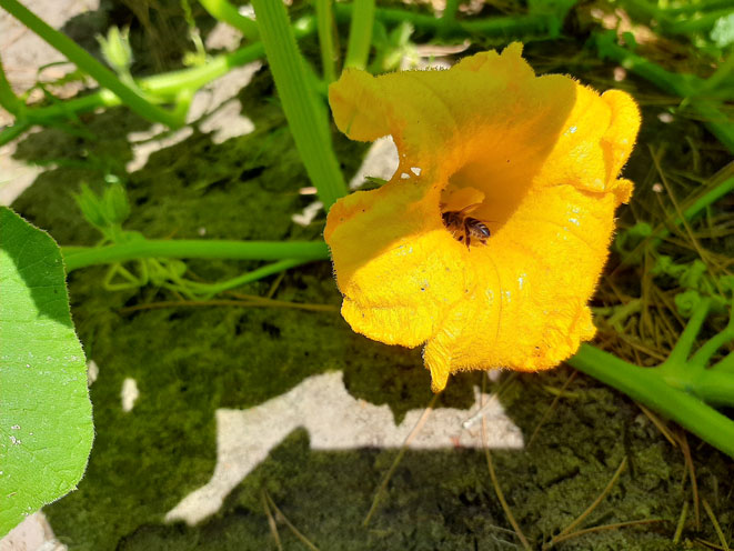Abeja polinizando flor de calabacín