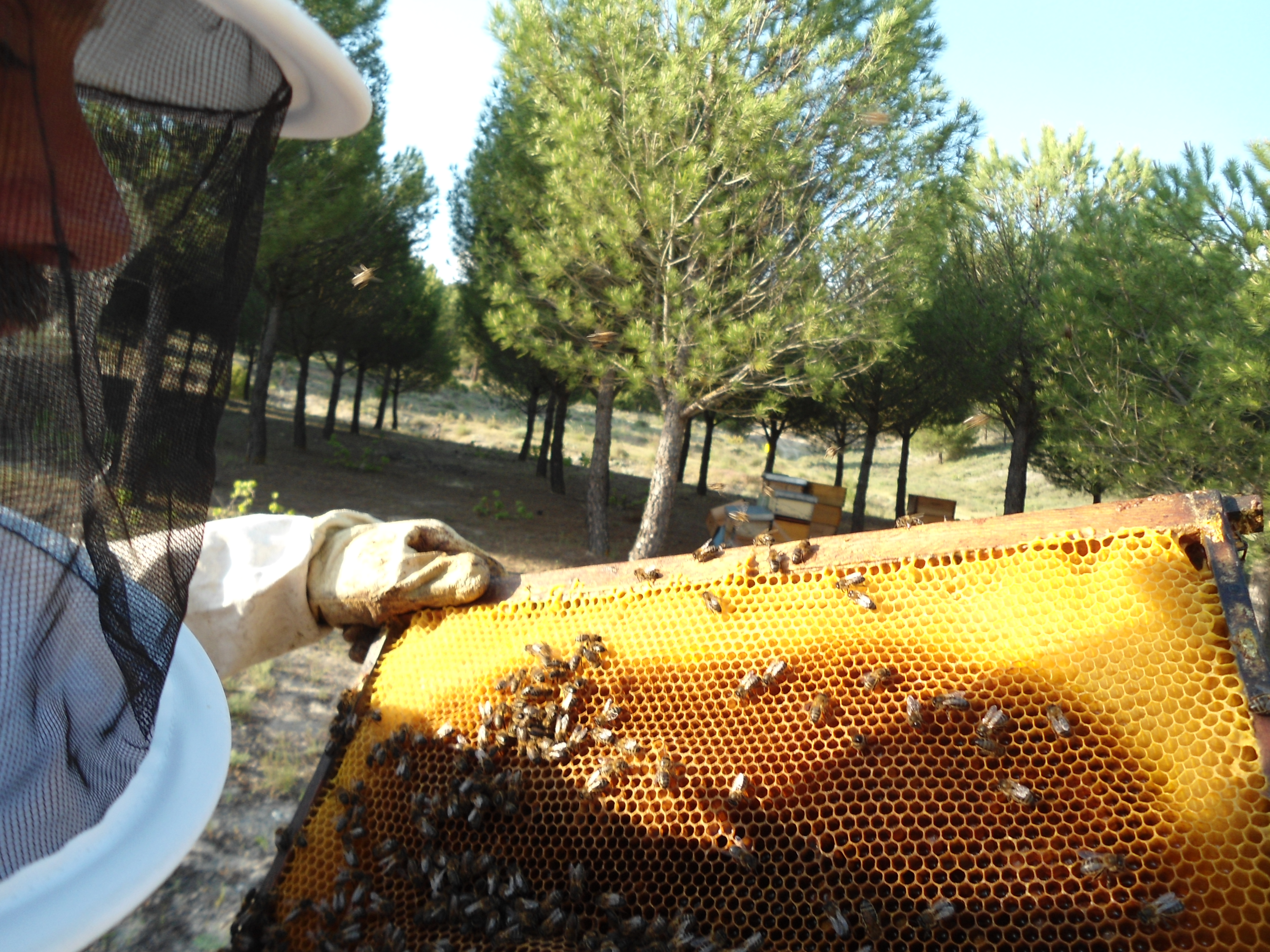 Apicultor sosteniendo un marco con abejas