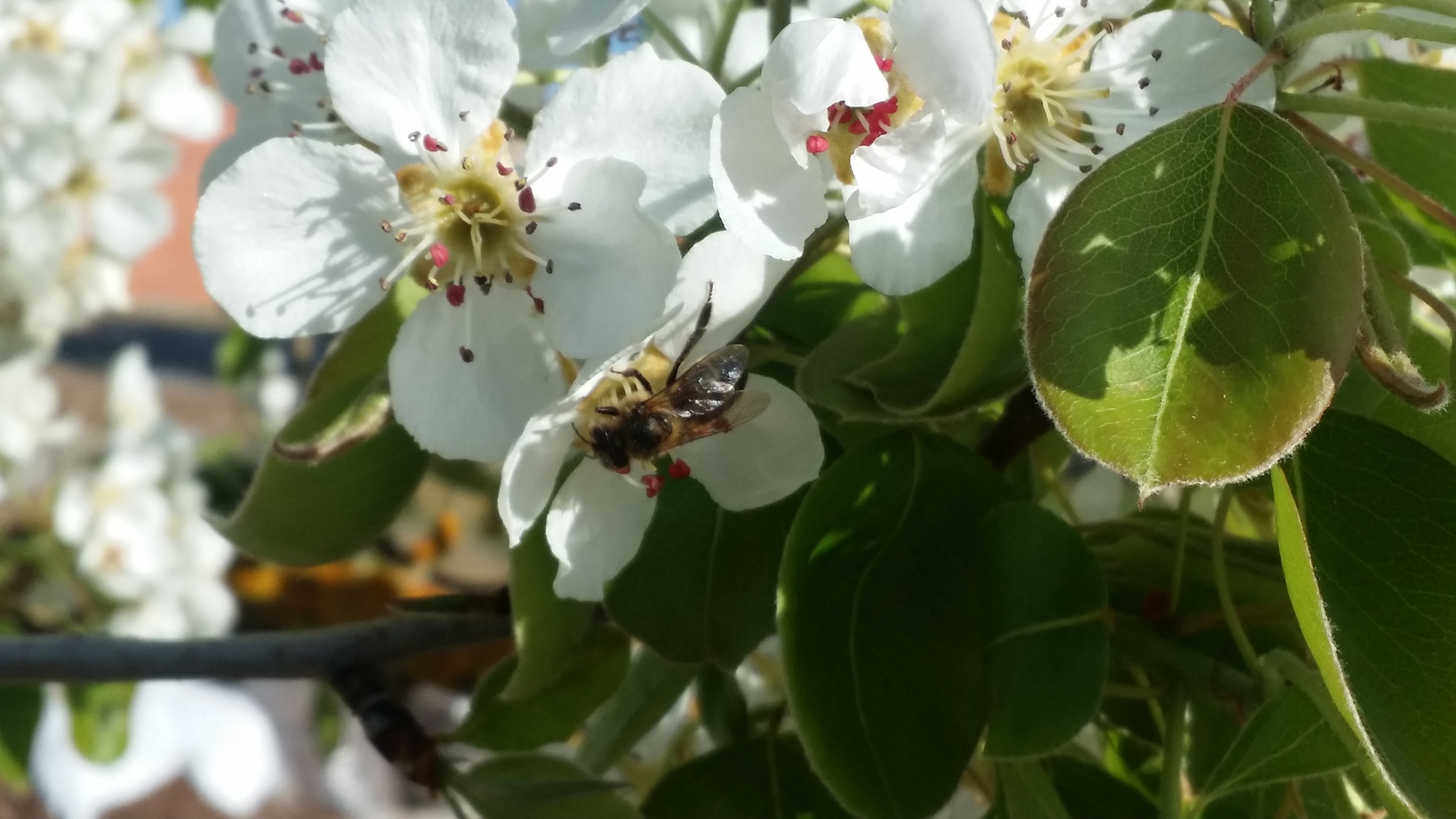 Abeja sobre las flores del membrillo