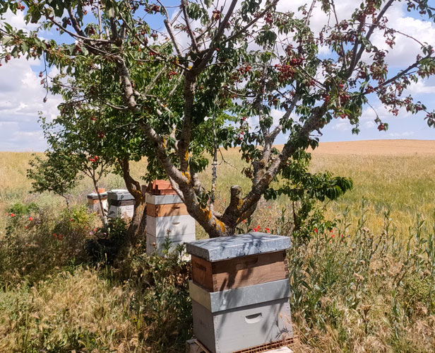 Colmenas bajo cerezo en Villaverde de Medina